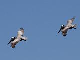 Elkhorn Slough 012